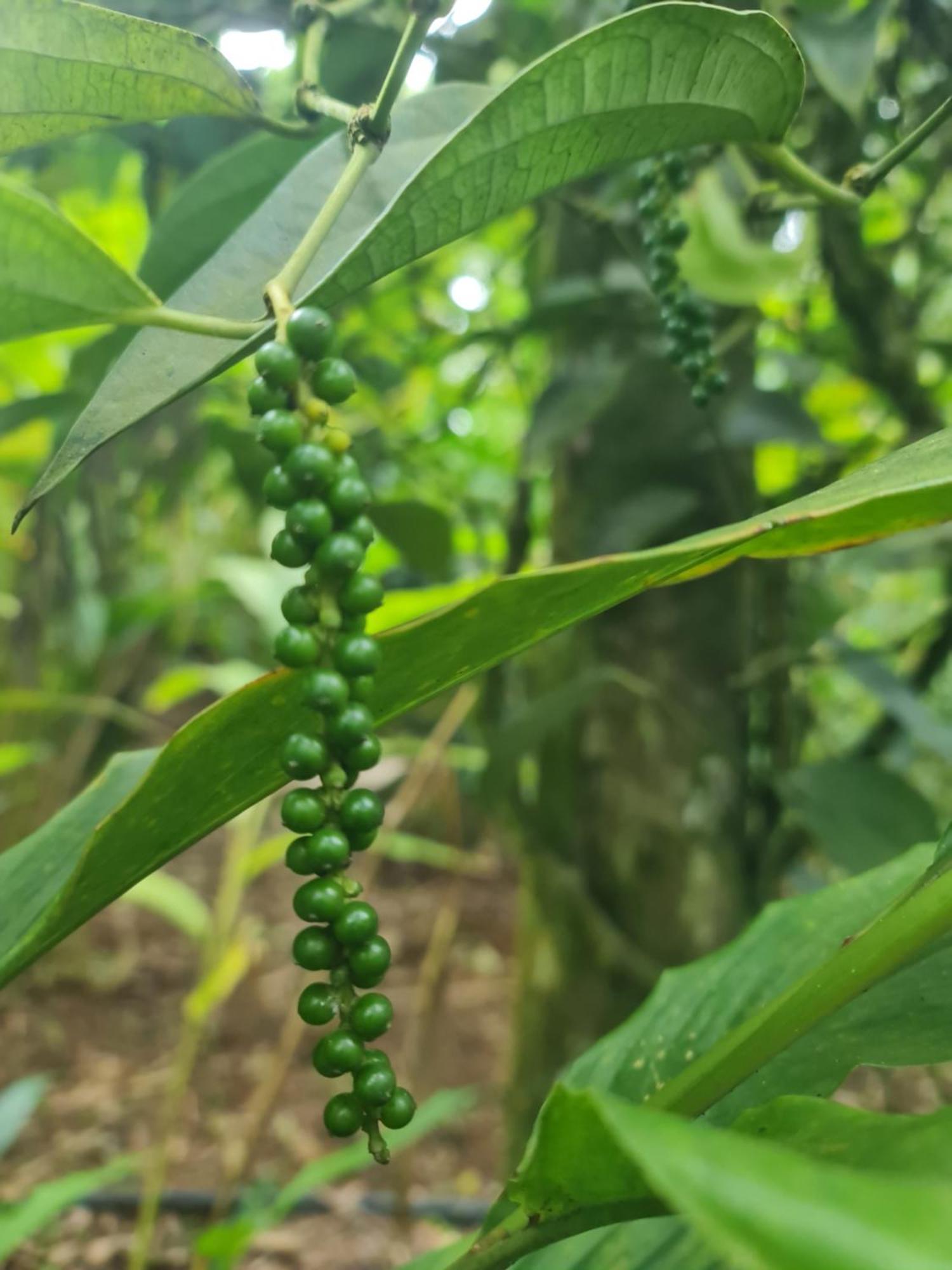 Panthalams Homestay Thekkady Bagian luar foto